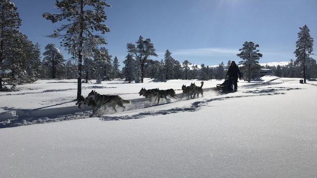 Illustrasjonsbilde til saken Høye håp og lange løp